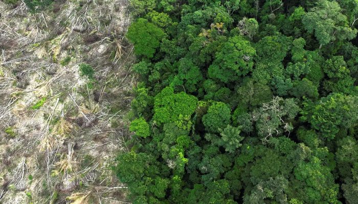 amazonia_desmatamento_1.jpg